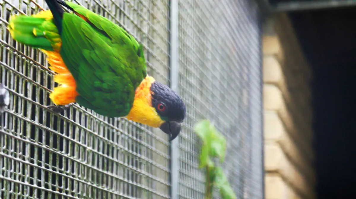 File:Black-headed parrot (Pionites melanocephalus) (7).jpg
