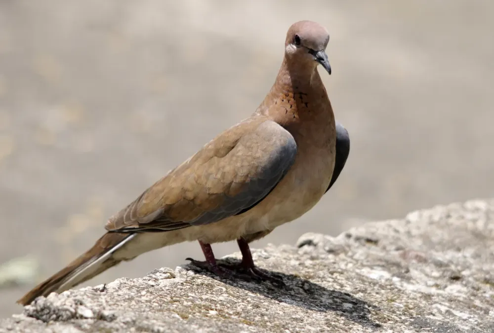 File:Laughing Dove - Spilopelia senegalensis 02.JPG