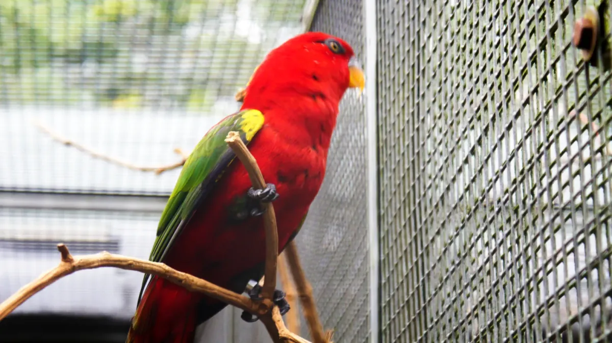 File:Chattering lory (Lorius garrulus) (2).jpg