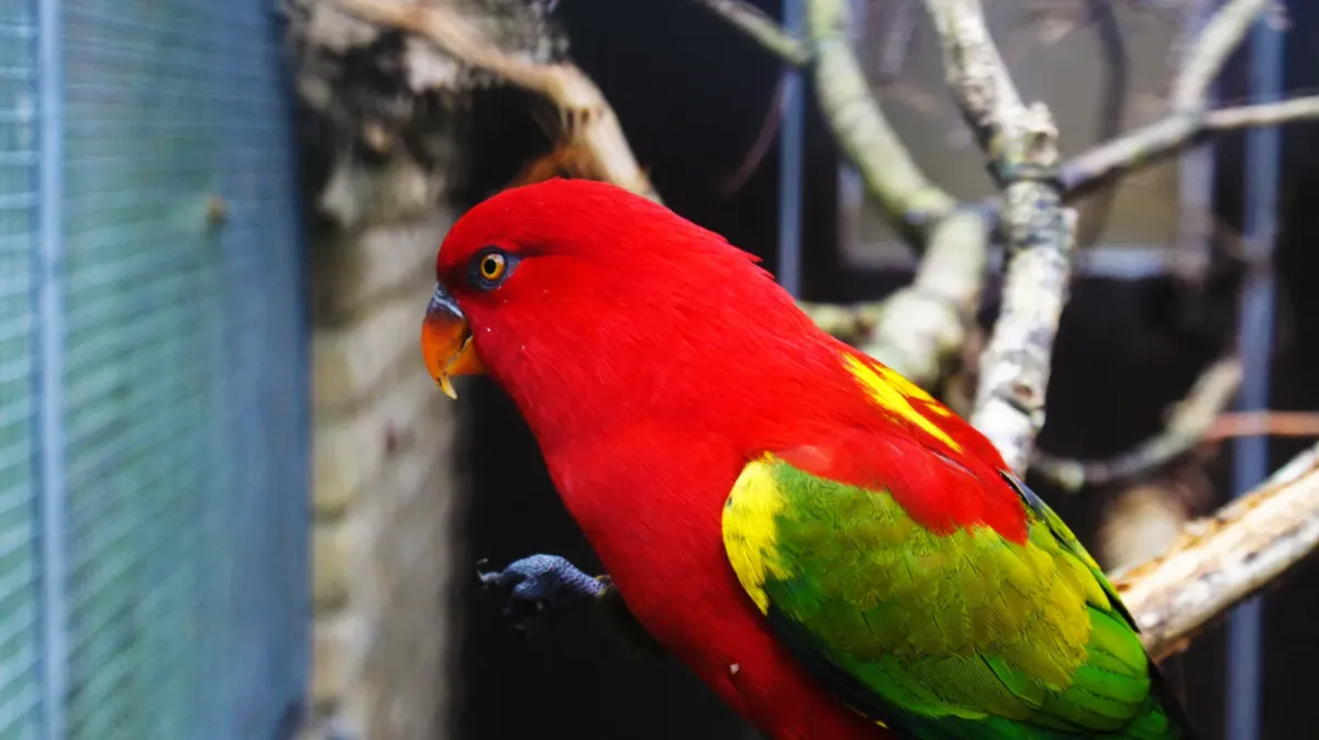 File:Chattering lory (Lorius garrulus) (3).jpg