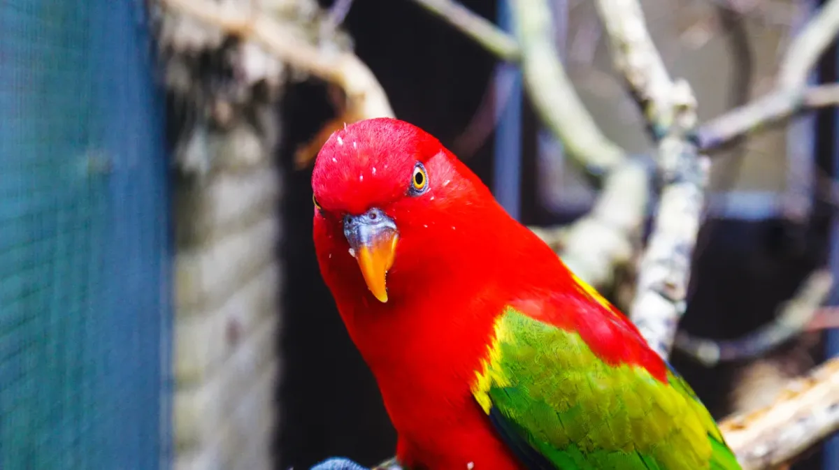 File:Chattering lory (Lorius garrulus) (5).jpg