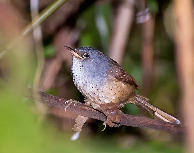 File:TAPACULO-PINTADO (Psilorhamphus guttatus) (17197815468).jpg