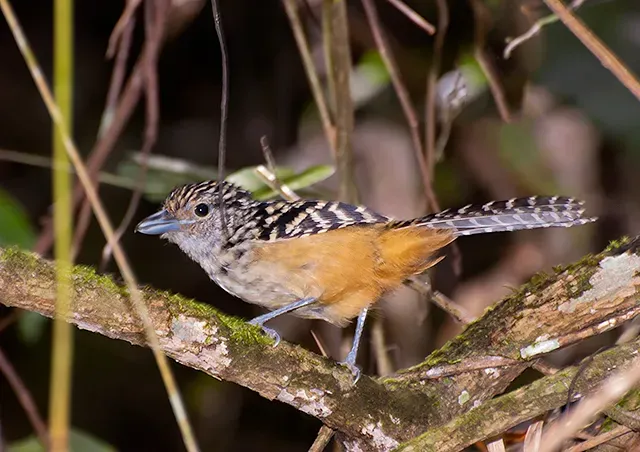 File:Chocão-carijó (Hypoedaleus guttatus) (17383946092).jpg