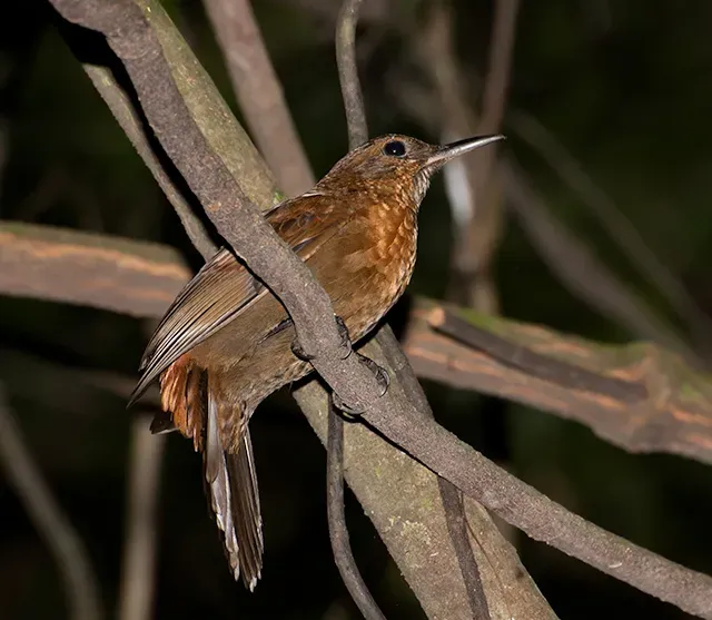 File:Vira-folha (Sclerurus scansor) (17359554876).jpg
