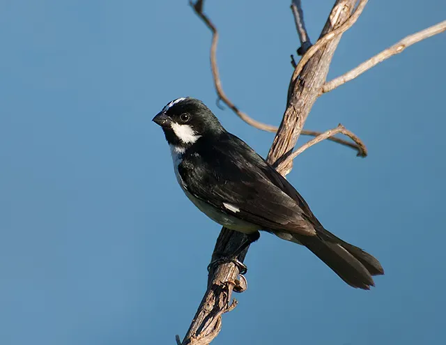 File:Bigodinho (Sporophila lineola) (16674342987).jpg