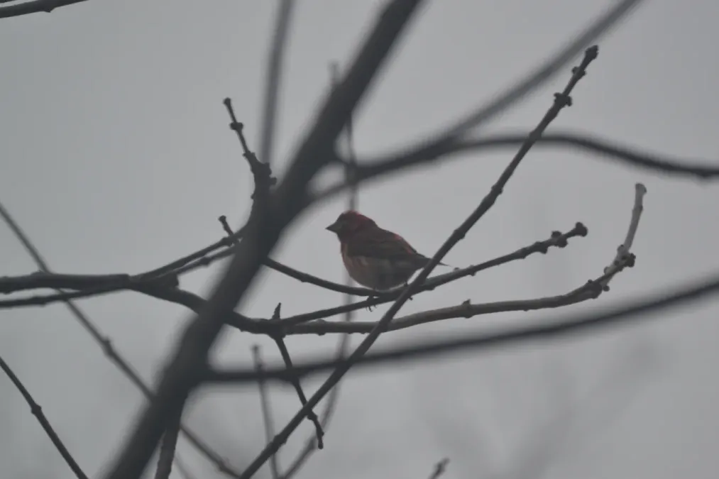 File:Purple Finch (Haemorhous purpureus) (16480142424).jpg