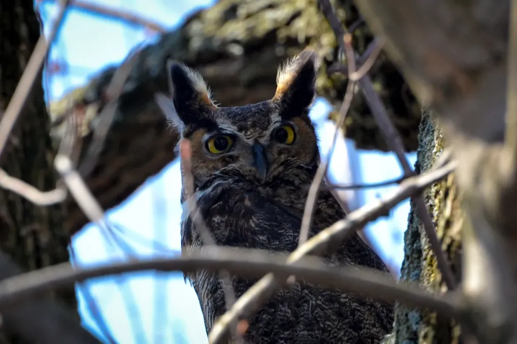 File:Great Horned Owl (Bubo virginianus) (16845679808).jpg