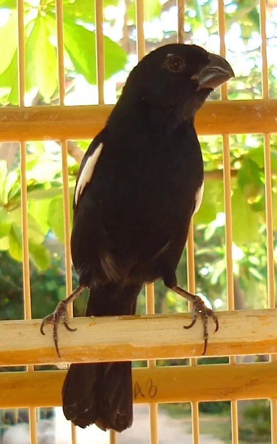 File:Melopyrrha nigra.jpg