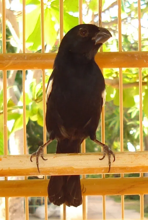 File:Melopyrrha nigra3.jpg