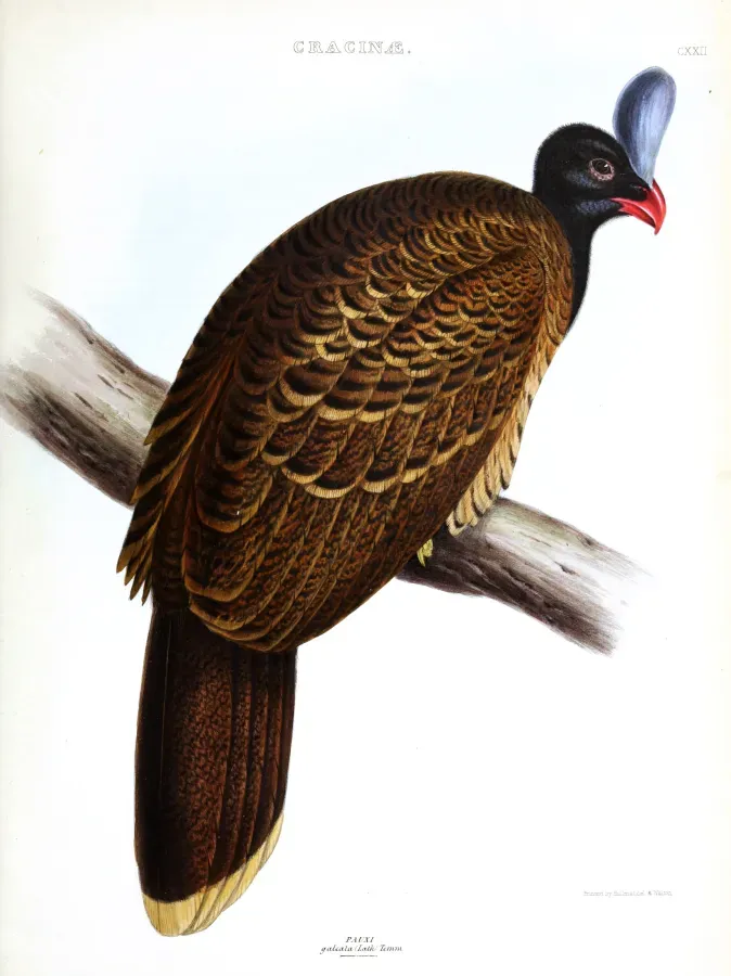 File:Pauxi galeata Mitchell.jpg