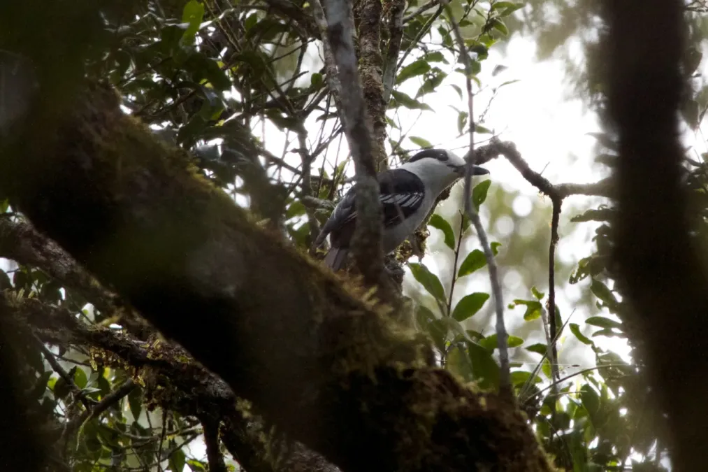 File:Hook-billed vanga (Vanga curvirostris) (15905620541).jpg