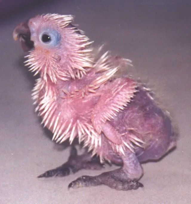File:Cacatua alba - 6 Weeks.jpg