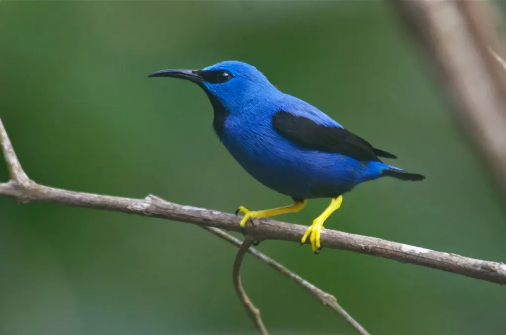 File:Cyanerpes lucidus, Nusagandi, Panama.jpg