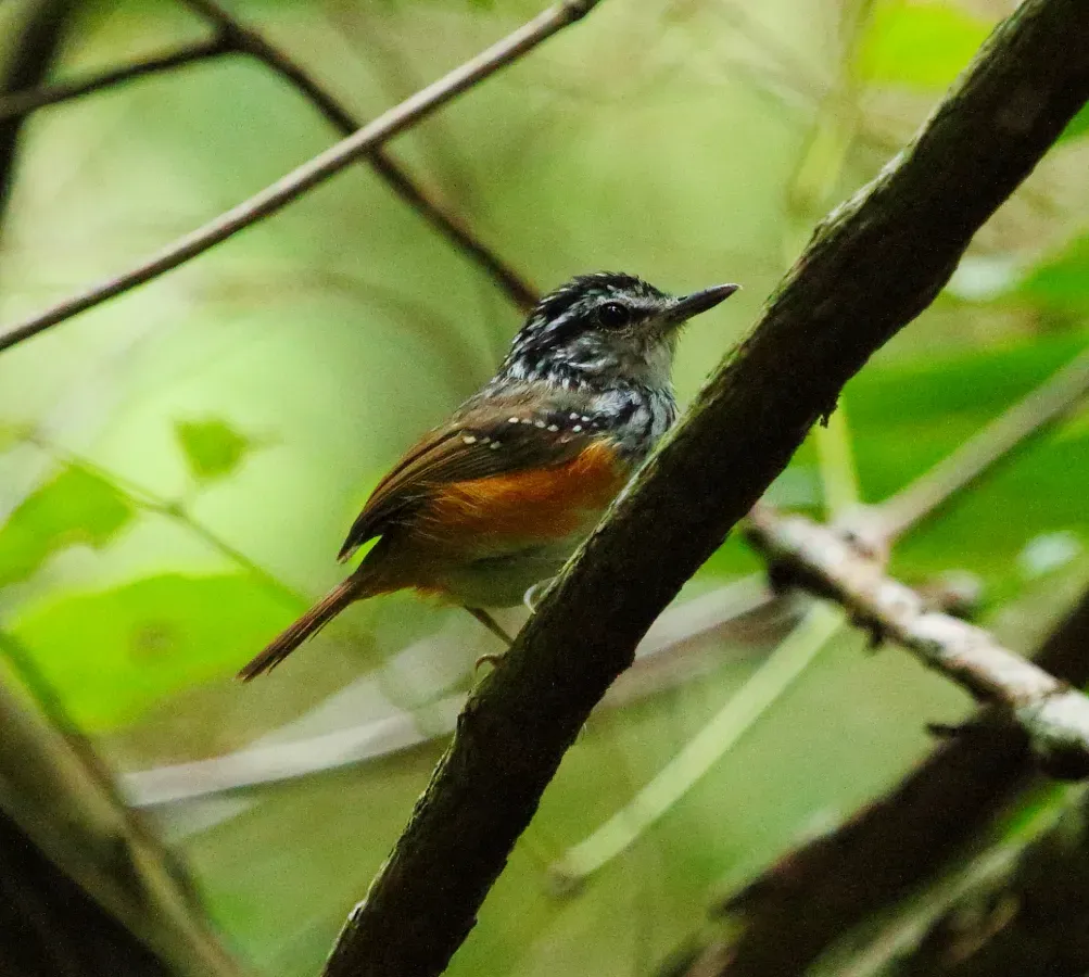 File:Hypocnemis cantator - Guianan warbling antbird.jpg