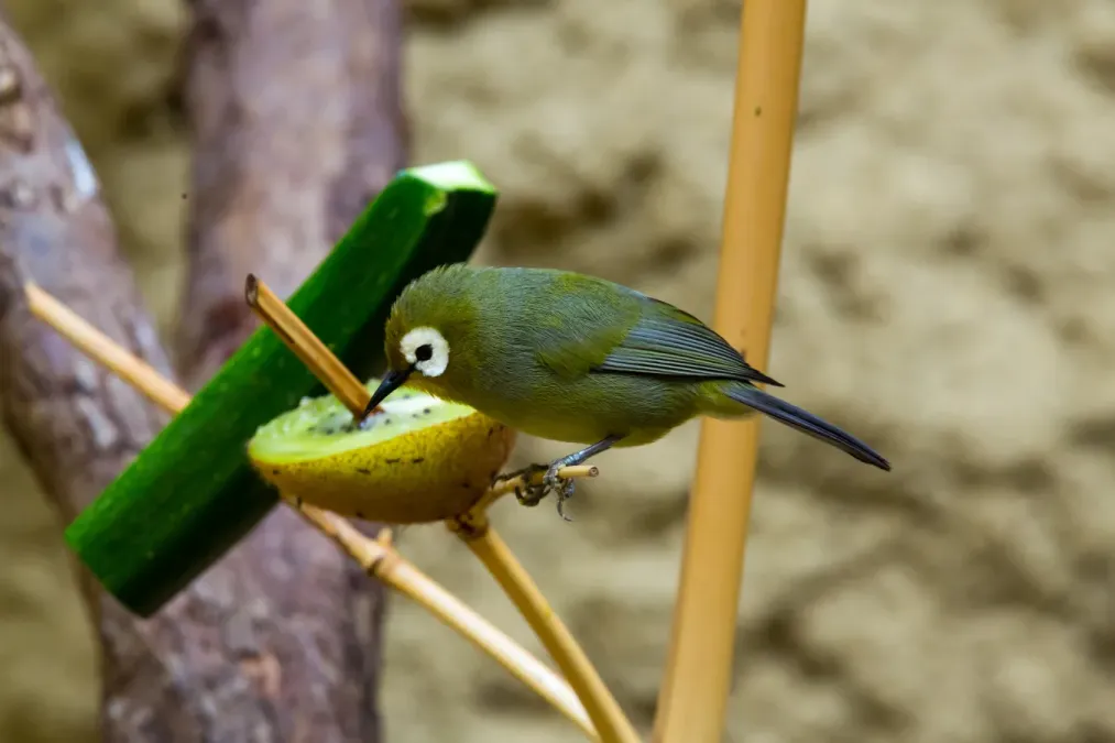 File:Zosterops poliogastrus kikuyuensis - Schönbrunn 2015.jpg