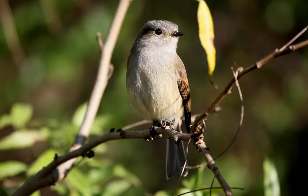 File:Viudita (Colorhamphus parvirostris)-4056-1500px-Ignacio-Azocar.jpg