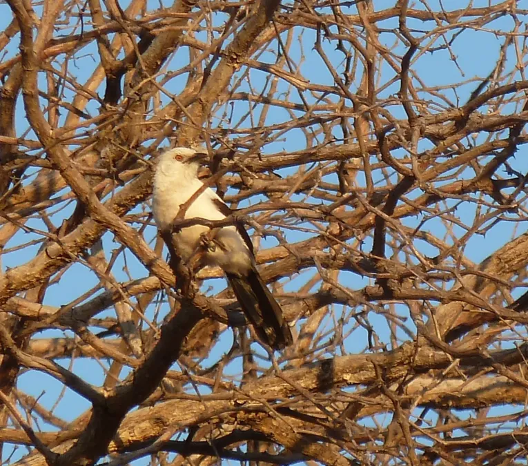File:Turdoides bicolor, Steenbokpan, a.jpg