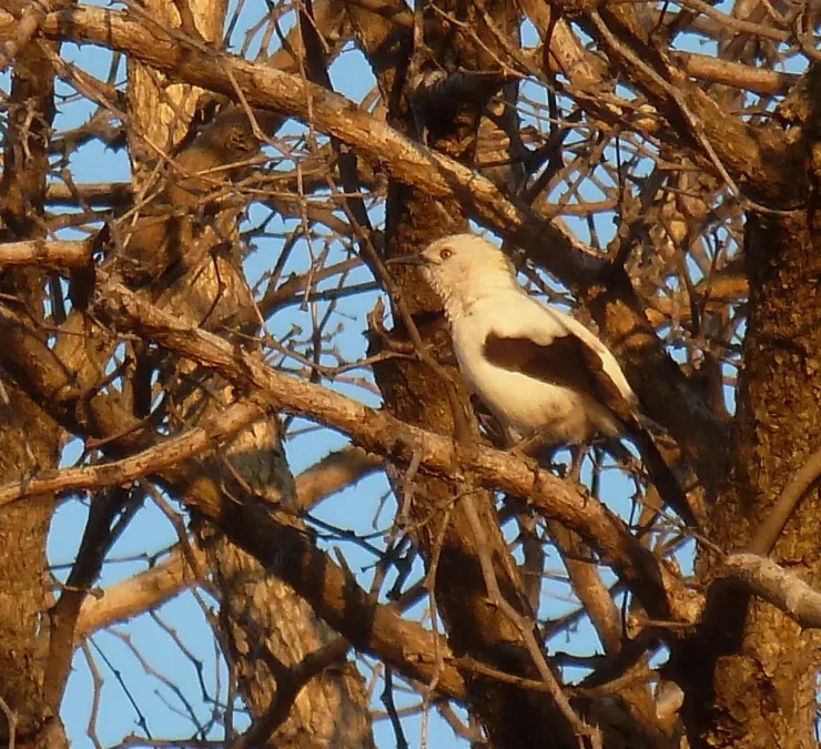 File:Turdoides bicolor, Steenbokpan, b.jpg