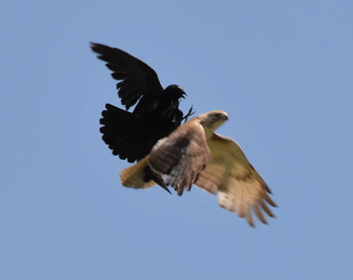 File:Buteo jamaicensis Corvus brachyrhynchos Toronto2.jpg