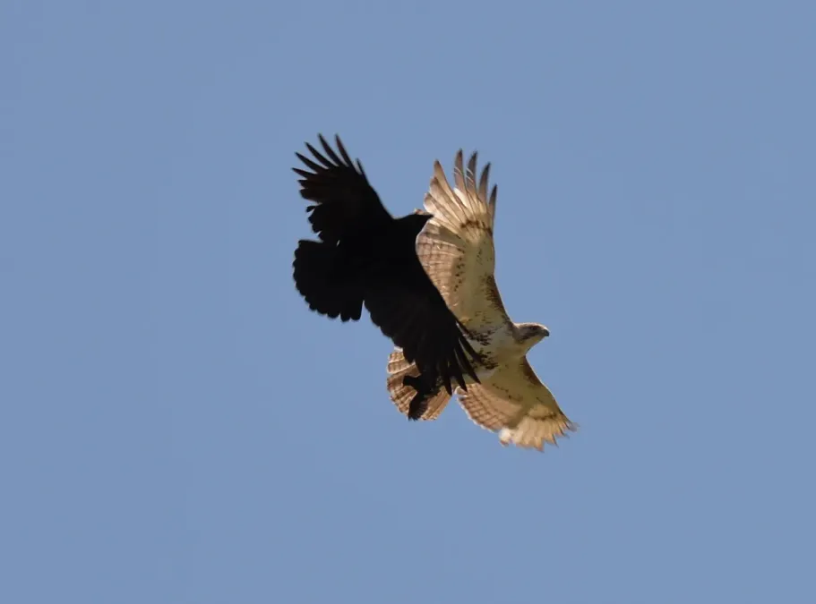 File:Buteo jamaicensis Corvus brachyrhynchos Toronto1.jpg
