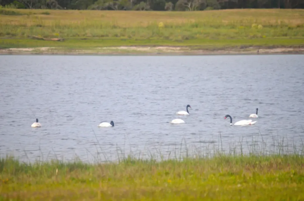 File:Black-necked swan (Cygnus melancoryphus).jpg