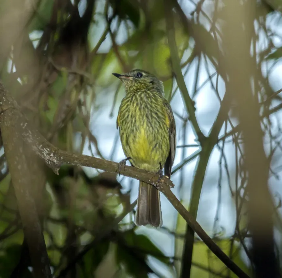 File:Olive-striped Flycatcher - Atrapamoscas Frutero Rayado (Mionectes olivaceus venezuelensis) (15861199897) (2).jpg