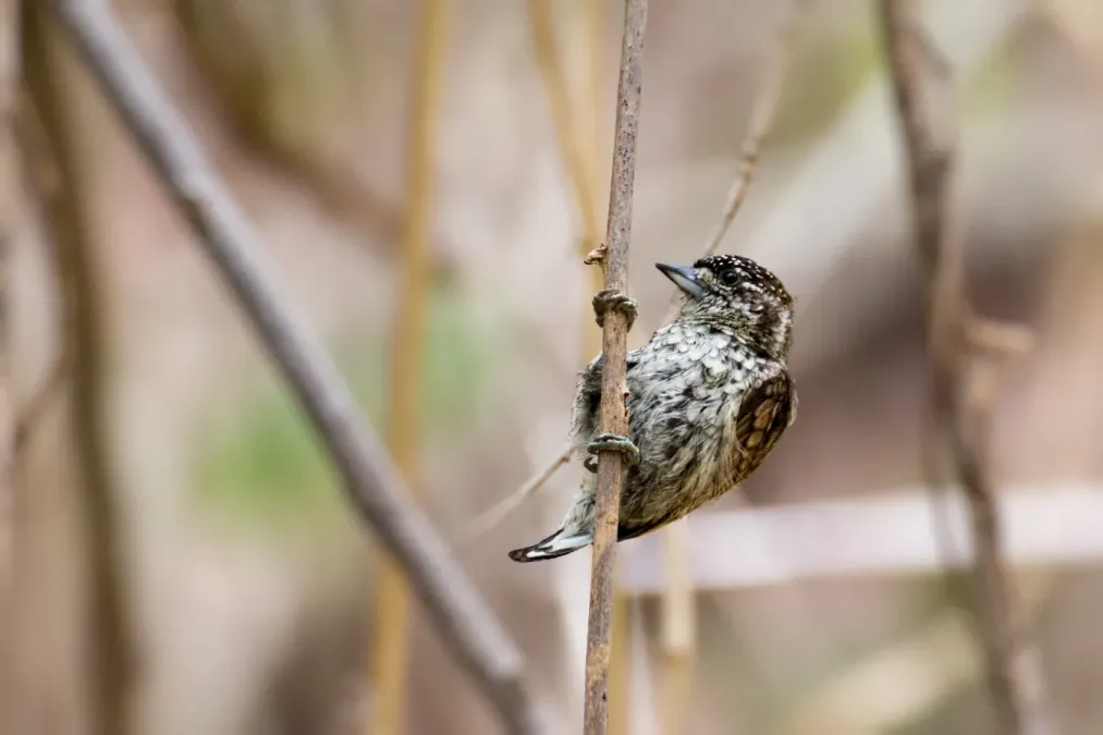 File:Scaled Piculet - Telegrafista Escamado (Picumnus squamulatus rohli) (♀) (14084724857).jpg