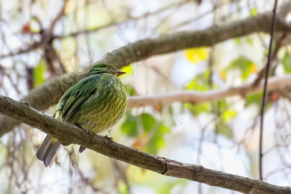 File:Golden-breasted Fruiteater - Granicera Pechidorada (Pipreola aureopectus festiva)(♀) (14112978623).jpg