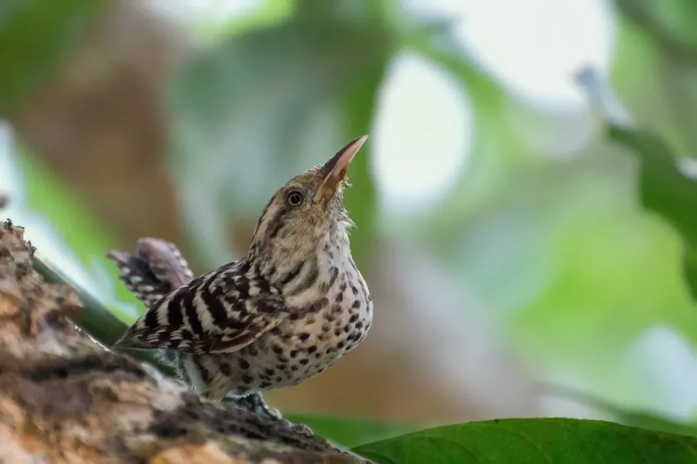 File:Stripe-backed Wren - Cucarachero Chocorocoy (Campylorhynchus nuchalis brevipennis) (14013752974).jpg