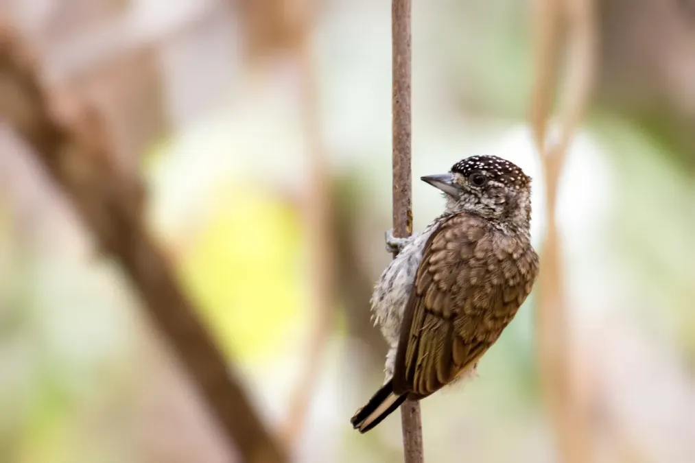 File:Scaled Piculet - Telegrafista Escamado (Picumnus squamulatus rohli) (♀) (13984956814).jpg