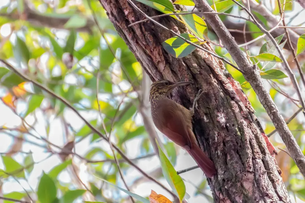 File:Black-banded Woodcreeper - Trepador Tanguero (Dendrocolaptes picumnus) (12891660085).jpg