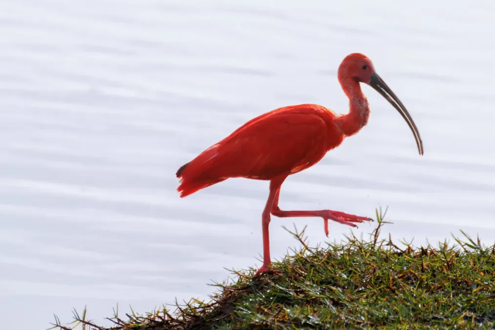 File:Scarlet Ibis - Corocoro Colorado (Eudocimus ruber) (12462385423).jpg
