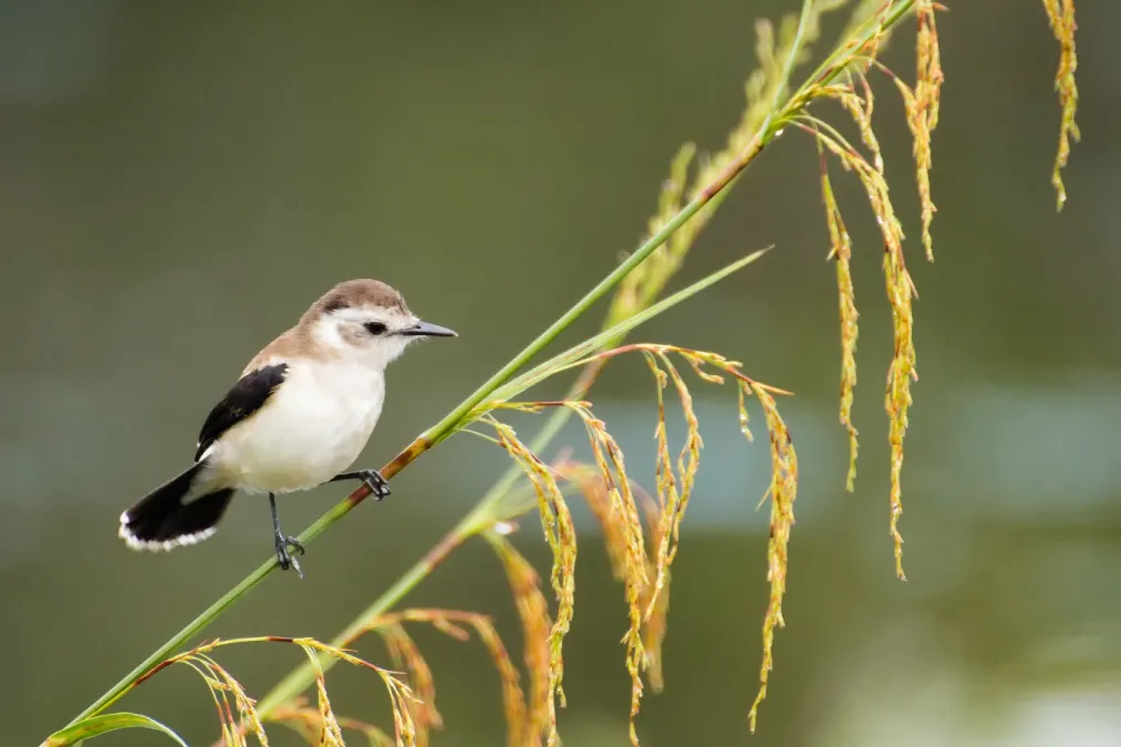 File:Pied Water-Tyrant (imm) - Viudita Acuática (juv) (Fluvicola pica) (12394290694).jpg