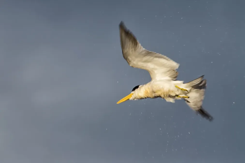 File:Large-billed Tern - Guanaguanare Fluvial (Phaetusa simplex simplex) (12136721546).jpg