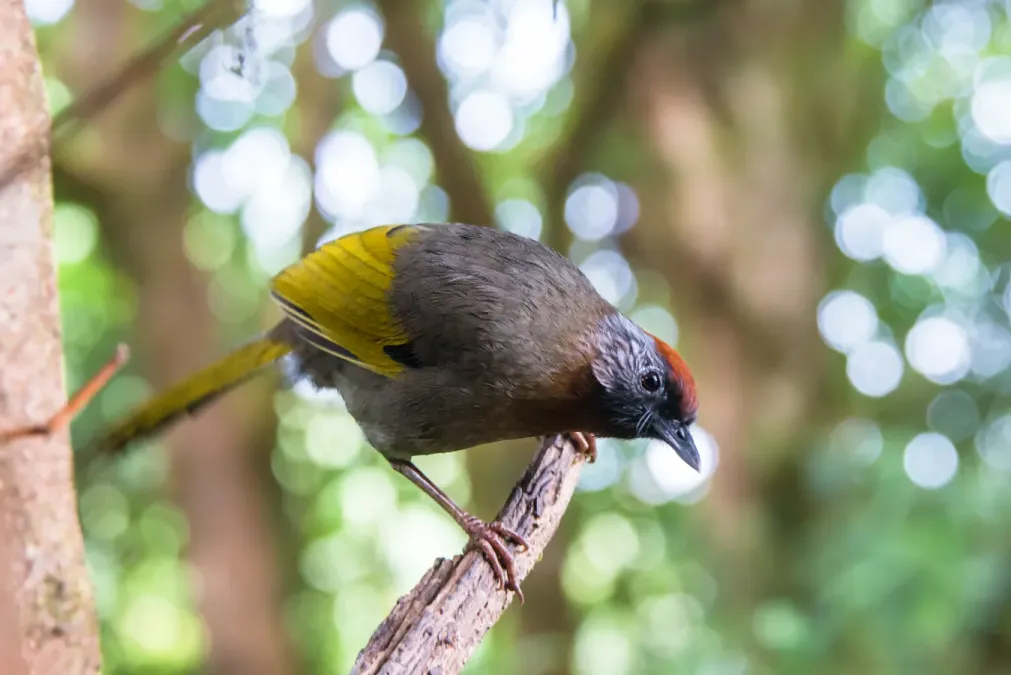 File:Trochalopteron melanostigma, Doi Inthanon National Park (17030682030).jpg