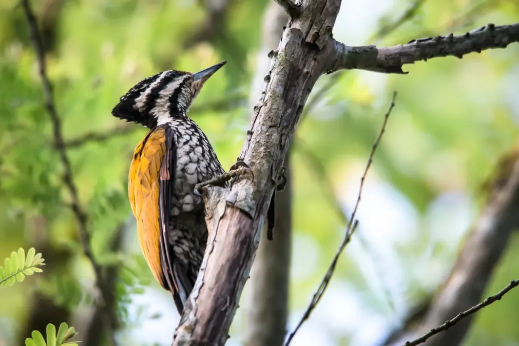 File:Dinopium javanense, common flameback - Kaeng Krachan National Park (16791066322).jpg