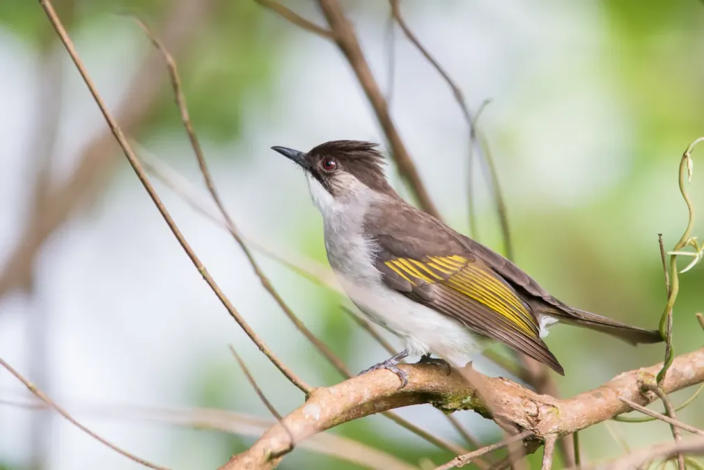 File:Hemixos flavala, ashy bulbul - Kaeng Krachan National Park (13322301775).jpg