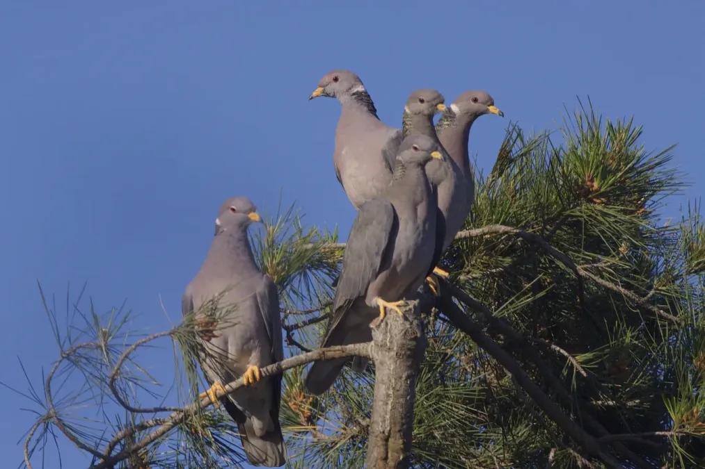 File:Band-tailed Pigeon (Patagioenas fasciata) (16614865110).jpg