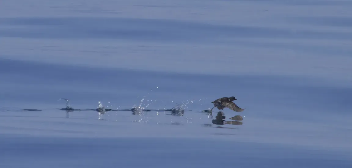 File:Cassin’s Auklet (Ptychoramphus aleuticus) (15011992615).jpg