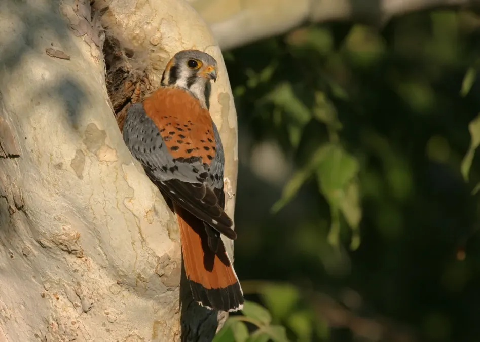 File:American Kestrel (Falco sparverius) (14547482002).jpg