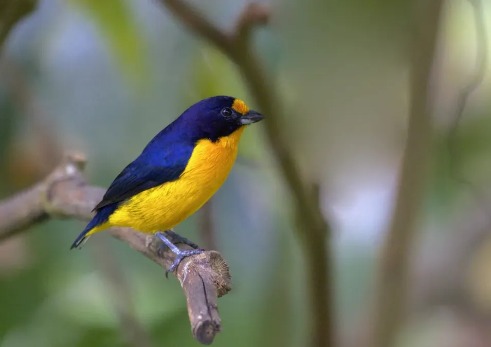 File:Violaceous Euphonia (Euphonia violacea) (13965225088).jpg