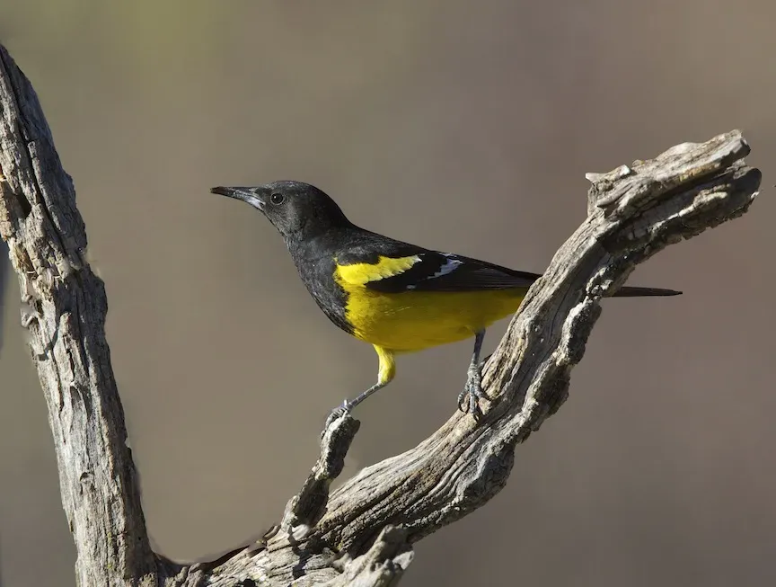 File:Scott's Oriole (Icterus parisorum) (14083421122).jpg