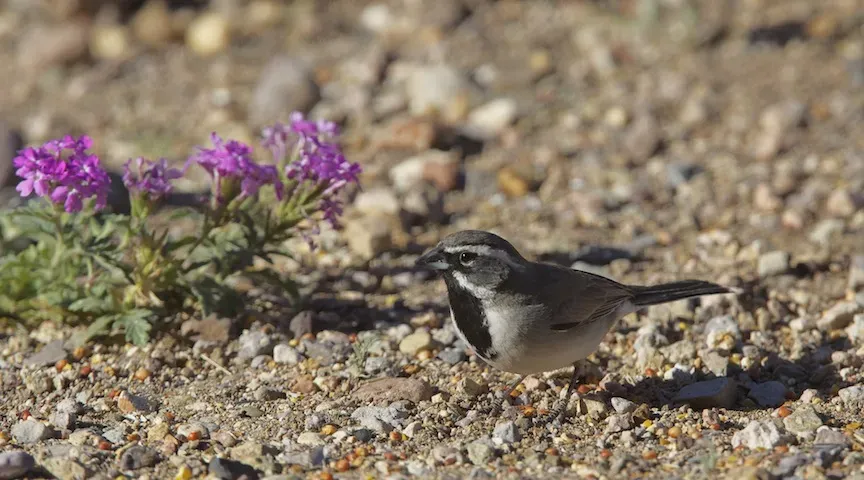 File:Black-throated Sparrow (Amphispiza bilineata) (14083428092).jpg