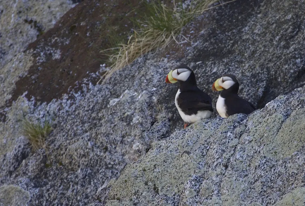 File:Horned Puffin (Fratercula corniculata) (9681602355).jpg