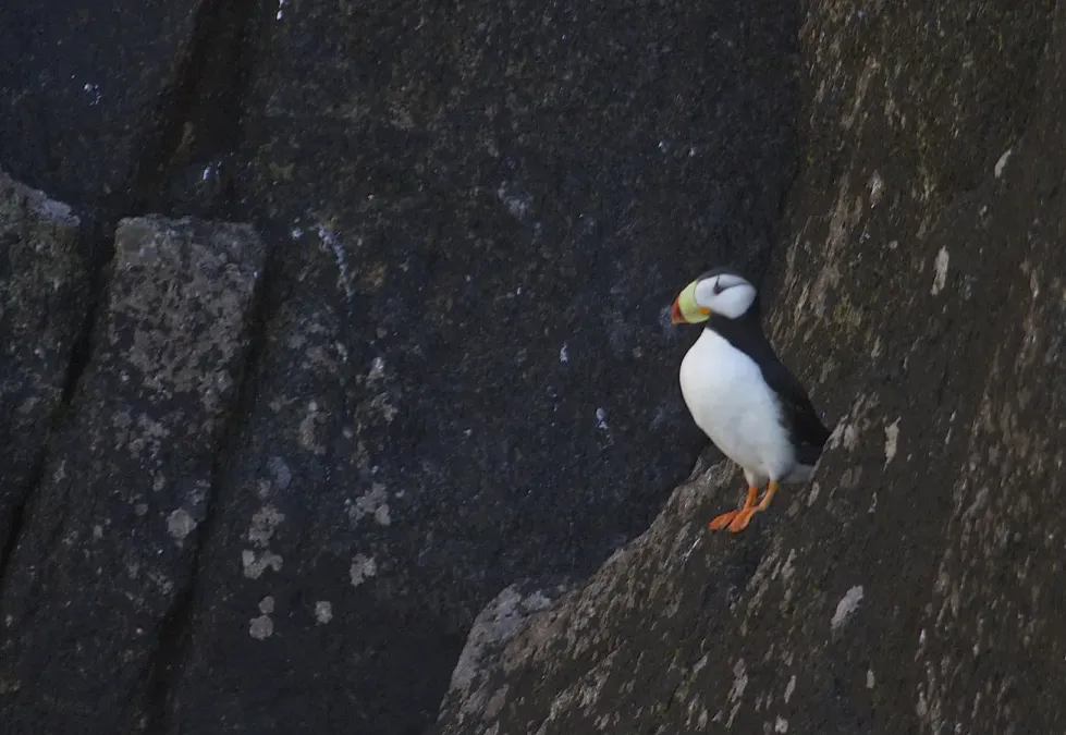File:Horned Puffin (Fratercula corniculata) (9684843802).jpg