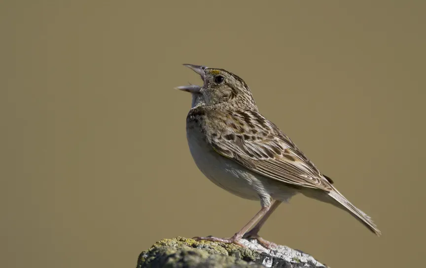 File:Grasshopper Sparrow (Ammodramus savannarum) (2862896572).jpg