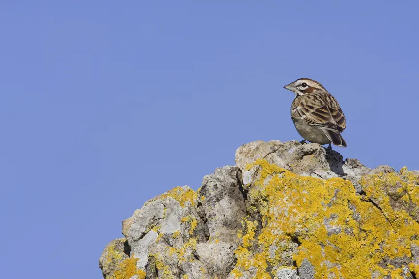 File:Lark Sparrow (Chondestes grammacus) (2308821769).jpg