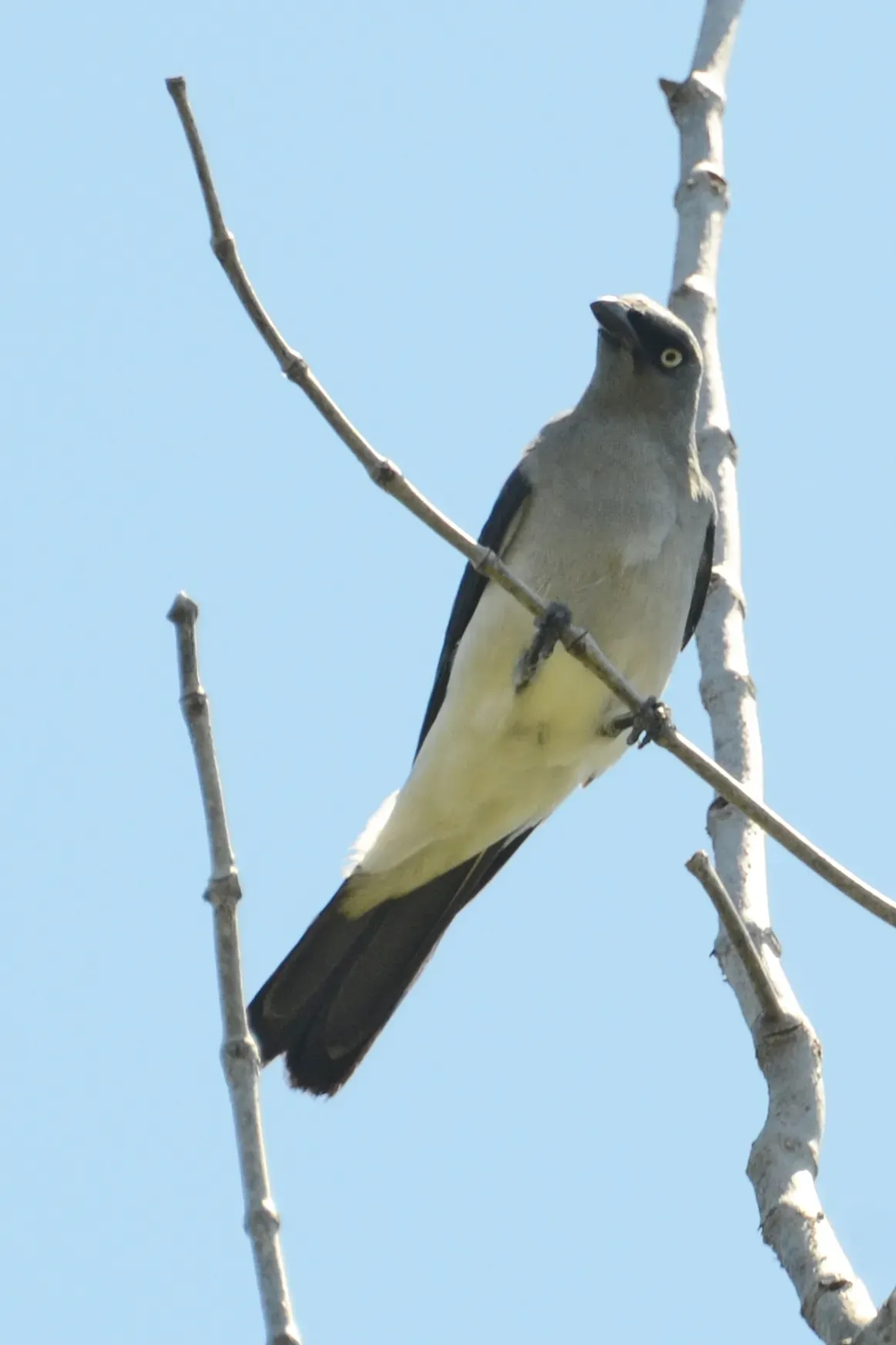 File:Coracina leucopygia - Manado (2).JPG