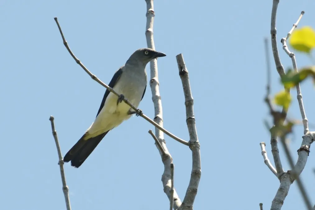 File:Coracina leucopygia - Manado (4).JPG