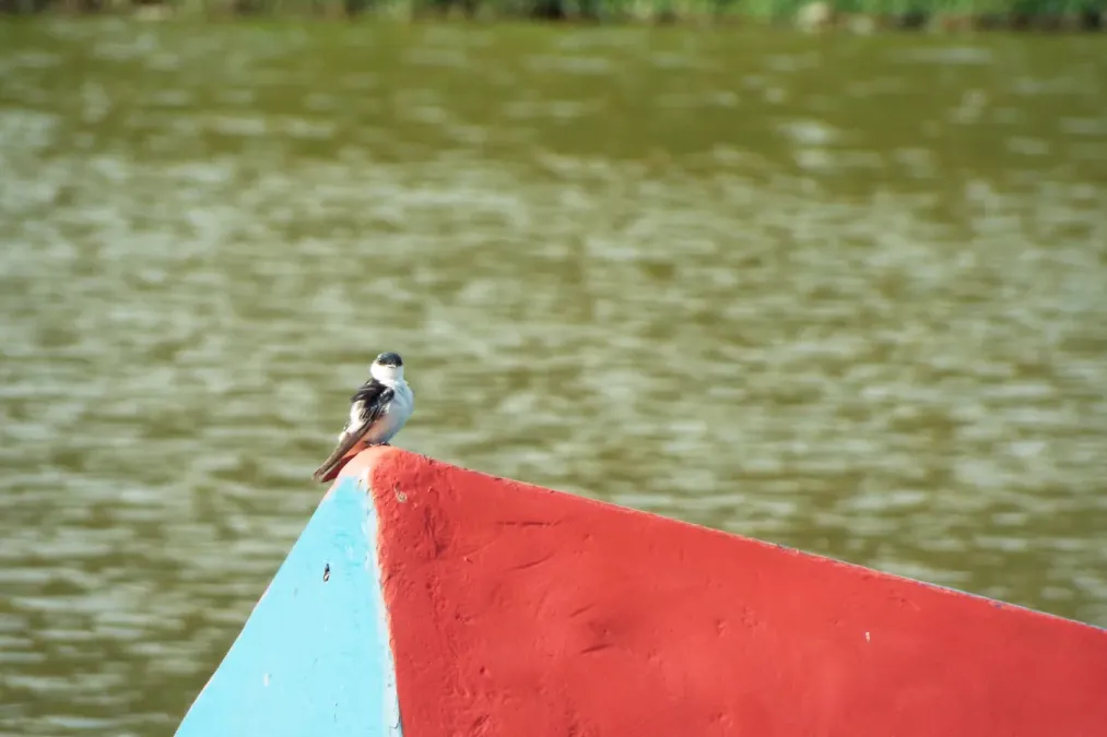 File:Tachycineta albiventer.JPG